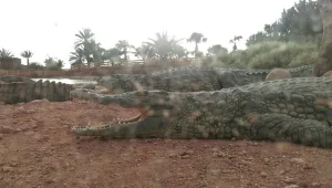 parc_croco_agadir