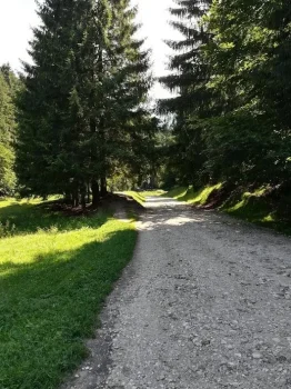 Canionul-7-scari-padure