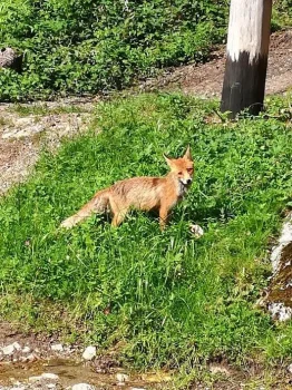 Canionul-7-scari-vulpe