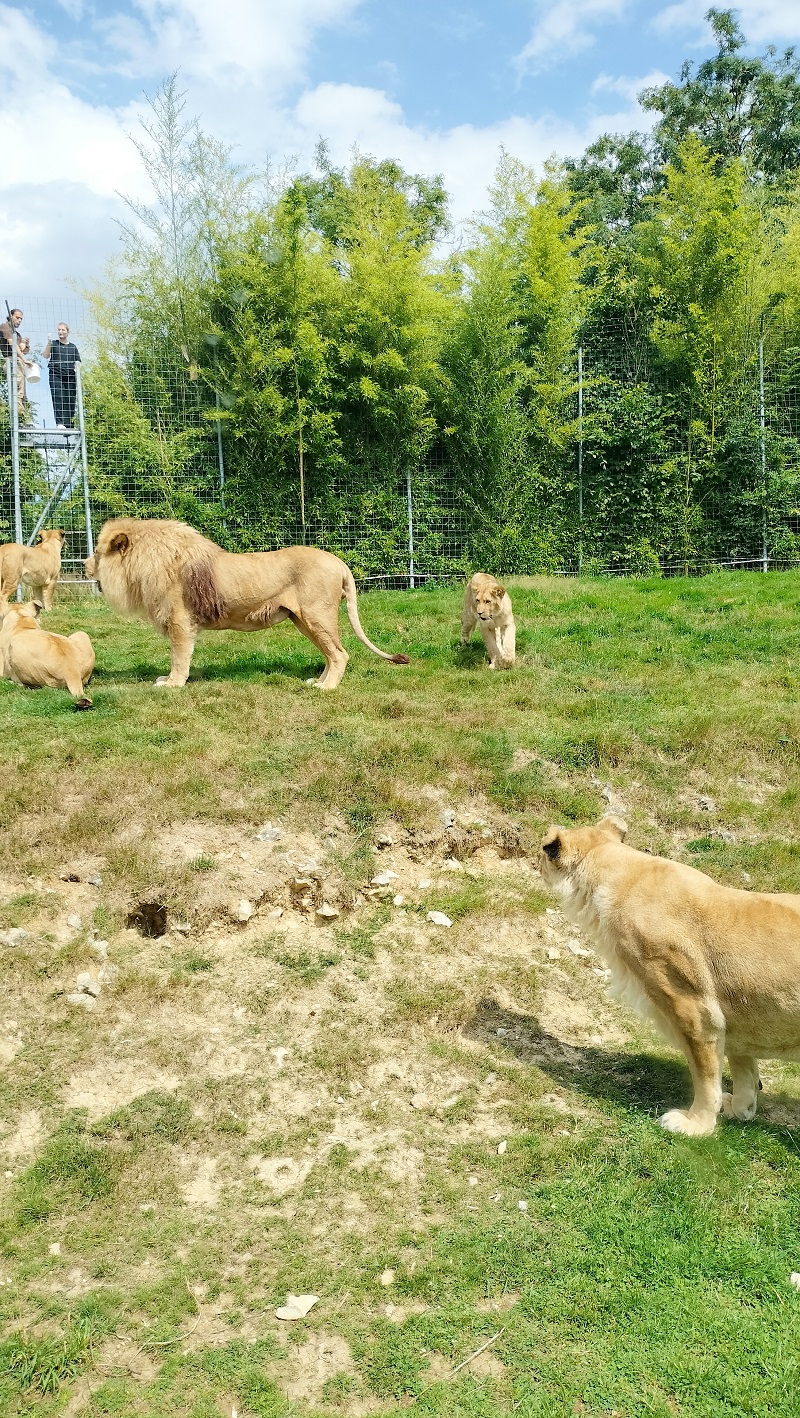Vizita la Gradina zoologica din Cerza, Franta 9
