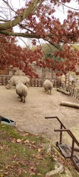 Vizita la Zoo de Beauvall din Franta, Cea mai mare gradina Zoo din Franta 13
