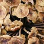 Photo mushroom stew