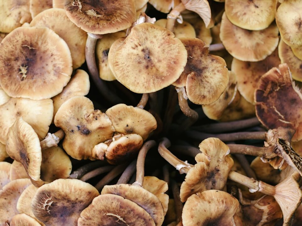 Photo mushroom stew
